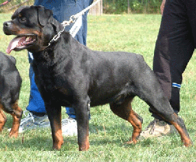 Akino V.D Lauterbrucke