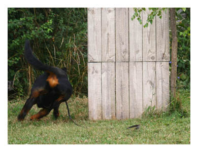 Wotan Training